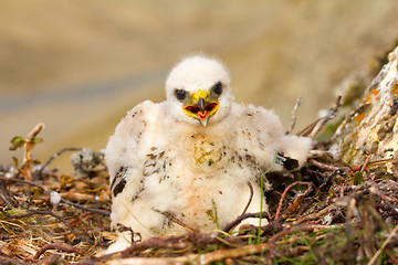 Image showing Sloppy chick like all children. Rough-legged Buzzard, tundra of the Novaya Zemlya archipelago