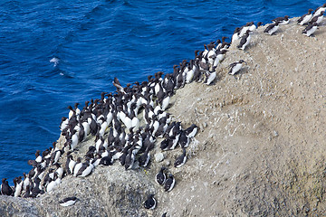 Image showing planar colony of brunnich\'s guillemots and common guillemots on the Novaya Zemlya archipelago, Barents sea