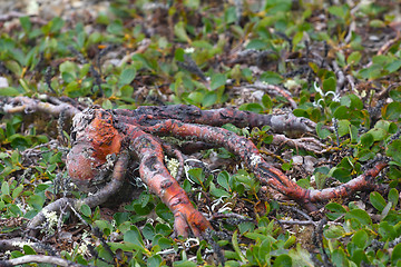 Image showing octopus: the Arctic tree that grows downward