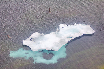 Image showing Penguins in the North