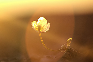 Image showing Northern flower in world - Arctic poppy. Arctic desert of Novaya Zemlya archipelago