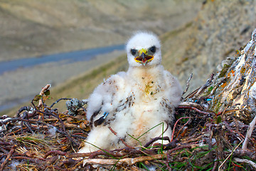 Image showing Sloppy chick like all children. Rough-legged Buzzard, tundra of the Novaya Zemlya archipelago