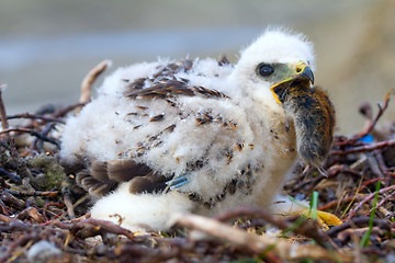 Image showing The rough-legged Buzzard chick gulps lemming. Arctic desert of Novaya Zemlya archipelago