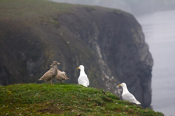 Image showing The perfect family Arctic gulls