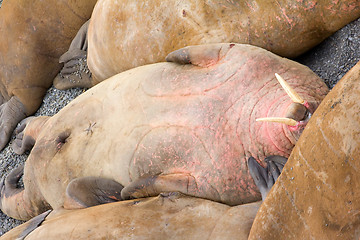 Image showing Incredible picture - sleeping on sand big bodies