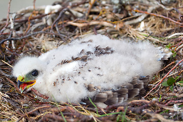 Image showing white fluffy nestling birds of prey