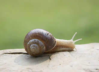 Image showing Snail