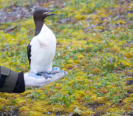 Image showing special electronic devices and tags and rings to track the migration