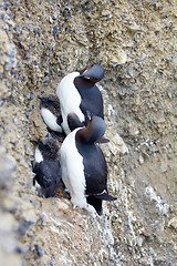 Image showing Brunnich\'s guillemots on ledges of Novaya Zemlya archipelago in Barents sea. Actual concept of one-parent families in Western world