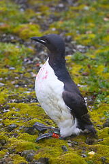 Image showing special electronic devices and tags and rings to track the migration