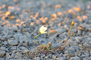 Image showing Northern flower in world - Arctic poppy. Arctic desert of Novaya Zemlya archipelago