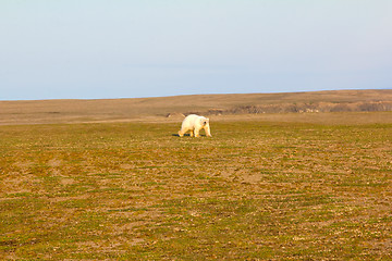 Image showing Unusual picture: polar bear on land in the polar day period. Novaya Zemlya archipelago, South island