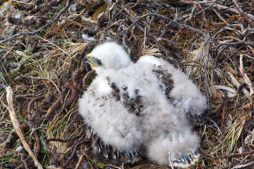 Image showing white fluffy nestling birds of prey