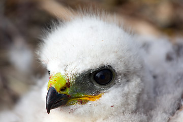 Image showing Gorgeous white bird of prey chicks: Rough-legged Buzzard. Novaya Zemlya tundra 1