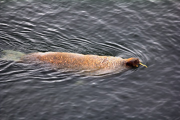 Image showing Atlantic walrus in the Barents sea