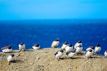 Image showing Common guillemots against very strong wind. Barents sea. Novaya Zemlya Archipelago