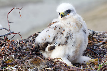 Image showing Rough-legged Buzzard (Buteo lagopus) chick in nest and lemming as prey. Novaya Zemlya, Arctic