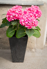 Image showing beautiful hydrangea flowers in pot outdoors