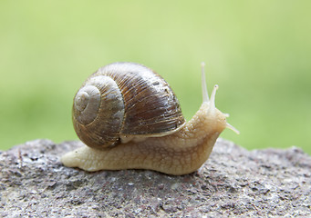 Image showing Snail