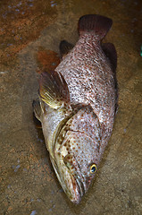 Image showing Freshly catched grouper fish 
