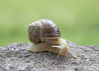 Image showing Snail