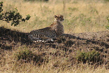 Image showing Cheetah