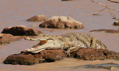 Image showing Lazy Crocodile