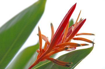 Image showing Flower from Surinam