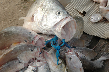 Image showing Fresh Fish