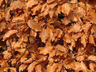 Image showing Leafs