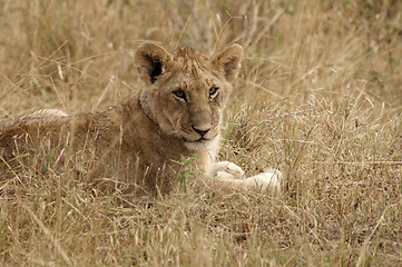 Image showing Lion