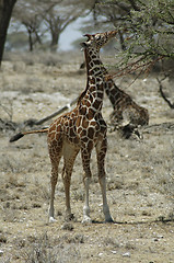 Image showing Giraffe