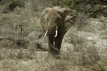 Image showing Elephant