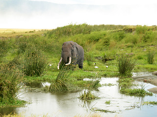 Image showing Elephant