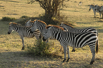 Image showing Zebra in the desert