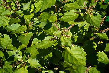 Image showing flowering patchouli plant