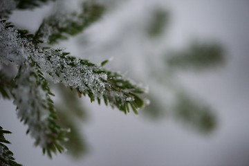 Image showing christmas evergreen pine tree covered with fresh snow