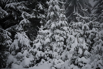 Image showing christmas evergreen pine tree covered with fresh snow