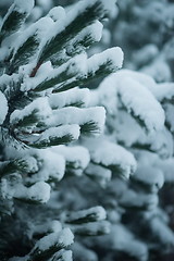 Image showing christmas evergreen pine tree covered with fresh snow