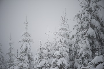 Image showing christmas evergreen pine tree covered with fresh snow