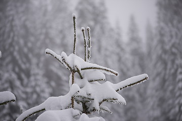 Image showing christmas evergreen pine tree covered with fresh snow