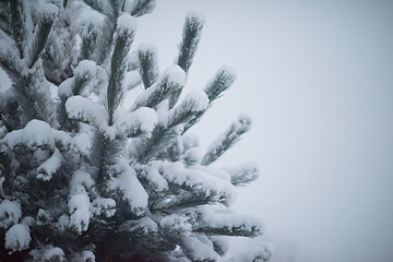 Image showing christmas evergreen pine tree covered with fresh snow