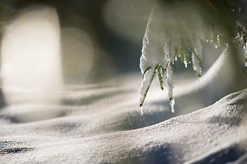 Image showing tree covered with fresh snow at winter night