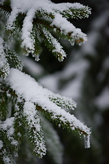 Image showing christmas evergreen pine tree covered with fresh snow