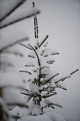 Image showing christmas evergreen pine tree covered with fresh snow