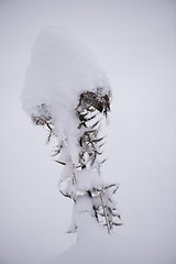 Image showing christmas evergreen pine tree covered with fresh snow