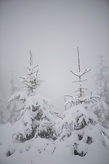 Image showing christmas evergreen pine tree covered with fresh snow