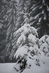 Image showing christmas evergreen pine tree covered with fresh snow