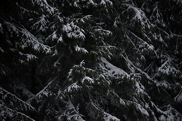 Image showing christmas evergreen pine tree covered with fresh snow