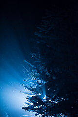 Image showing tree covered with fresh snow at winter night